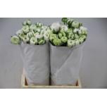 Ranunculus Tulikas Elegance White