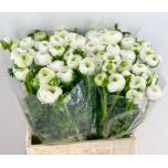 Ranunculus Tulikas Elegance White