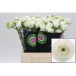 Ranunculus Tulikas Elegance White