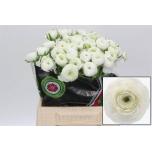 Ranunculus Tulikas Elegance White