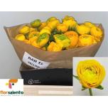 Ranunculus Tulikas Elegance Yellow