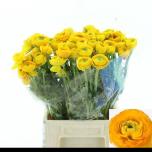 Ranunculus Tulikas Elegance Yellow