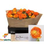 Ranunculus Tulikas Elegance Orange