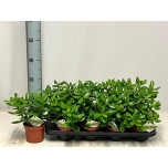 Crassula Turdleht 12cm Ovata