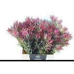 Leucadendron Sal Blush 40cm