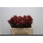 Leucadendron Sal Valgepuu Blush 50cm