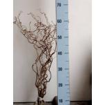 Corylus contorta Sarapuu 60cm