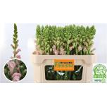 Antirrhinum Lõvilõug Cool Pink 75cm