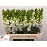 Antirrhinum Lõvilõug Cool White 80cm