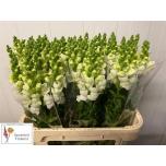 Antirrhinum Lõvilõug Cool White 80cm