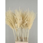 Dried Miscanthus Bleached 90cm (tk)