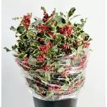 Ilex hulst 60cm