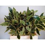 Ilex (variegated) BONT 40cm (pk)