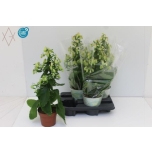 Kalanchoe magic bell 14cm