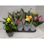 Zantedeschia Kalla mix 14cm