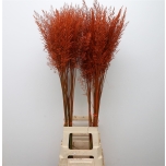 Calamagrostis paint 100cm