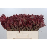 Leucadendron Valgepuu Jester 50cm