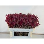 Leucadendron Valgepuu Jester 70cm