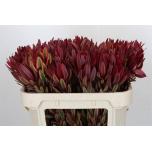 Leucadendron Valgepuu Jester 70cm