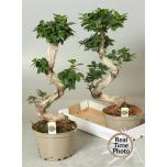 Ficus Viigipuu micr ginseng 22cm