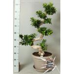 Ficus Viigipuu microcarpa ginseng 35cm