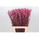 Salix Paju Pussy Willow paint Pink 70vm