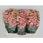 Chrysanthemum Krüsanteem SANTINI Jeanny Pink*25