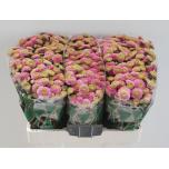 Chrysanthemum Krüsanteem SANTINI Jeanny Pink*25