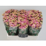 Chrysanthemum Krüsanteem SANTINI Jeanny Pink*25