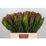 Leucadendron Valgepuu Laurel Yellow 60cm