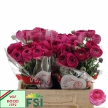 Ranunculus Tulikas Hot Pink 40cm