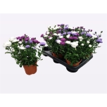 Aster novi-belgii grp victoria mixed 11cm