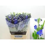 Delphinium Kukekannus Guard Blue 50cm