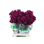 Dianthus Nelk ST GOLEM (Funza CO)*20