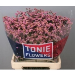 Limonium Parkjuur Sugar Diamond 70cm