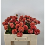 Dahlia Daalia Cornel Bronze 55cm