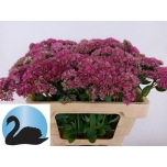 Sedum Kukehari Munstead dark red 55cm