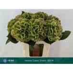 Hydrangea Hortensia Verena Classic 65cm*5