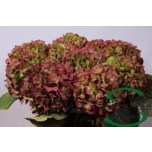 Hydrangea Hortensia Verena Classic 75cm*5