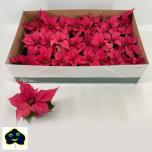 Euphorbia pulcherrima christmas feelings pink 6cm