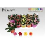 Kalanchoe blos Kalanhoe double mixed 10,5cm