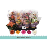 Kalanchoe blos Kalanhoe double mixed 5 colours 9cm