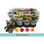 Kalanchoe blos Kalanhoe double mixed 5 colours 9cm