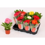 Gerbera colourgame mixed 9cm