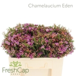 Chamelaucium Wax flower Eden 50cm