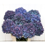 Hydrangea Hortensia Pimpernel Classic 65cm*5