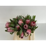 Protea Pink Ice 30cm