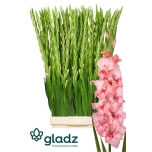 Gladiolus Gladiool Adrenalin 125cm