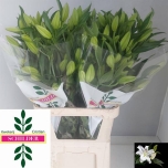 Lilium Liilia OR Santander 100cm