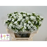 Dianthus Nelk BR Sweet William White 50cm*10